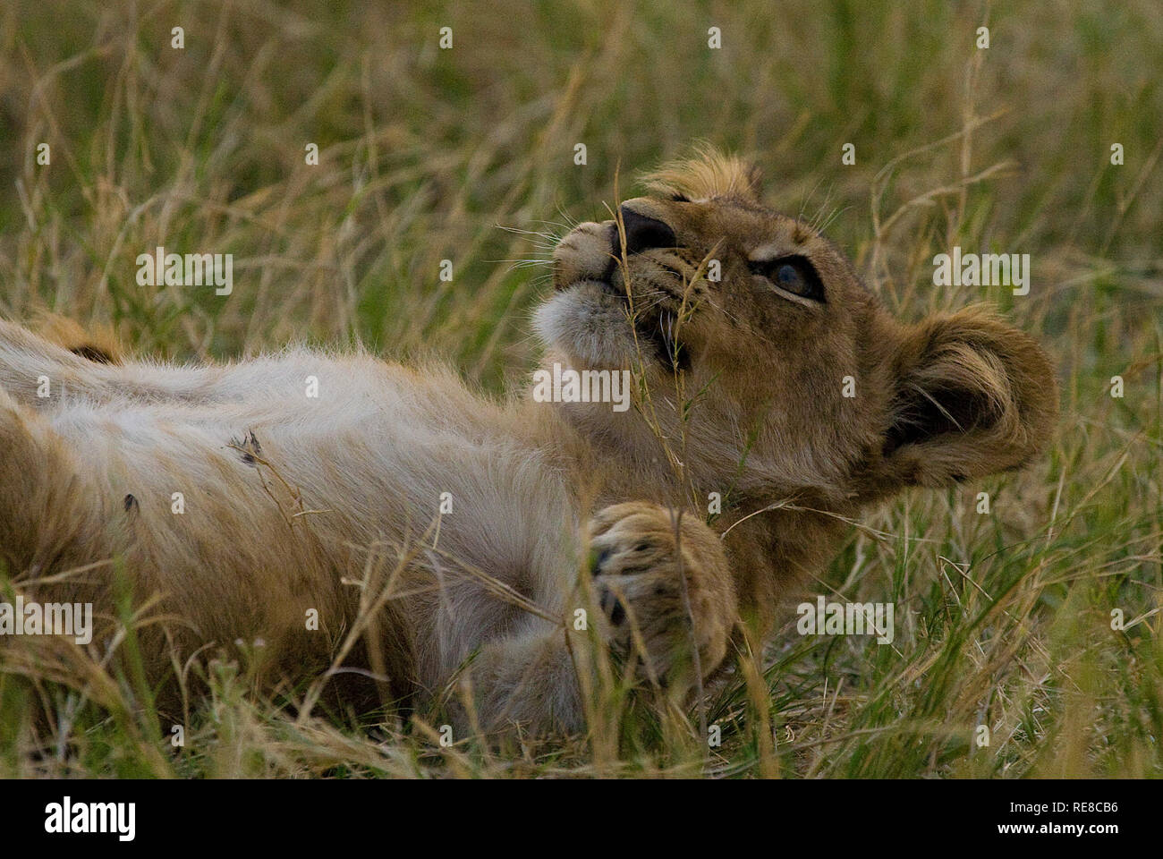 Das Porträt einer verspielten Löwenjunge im Gras liegend Stockfoto