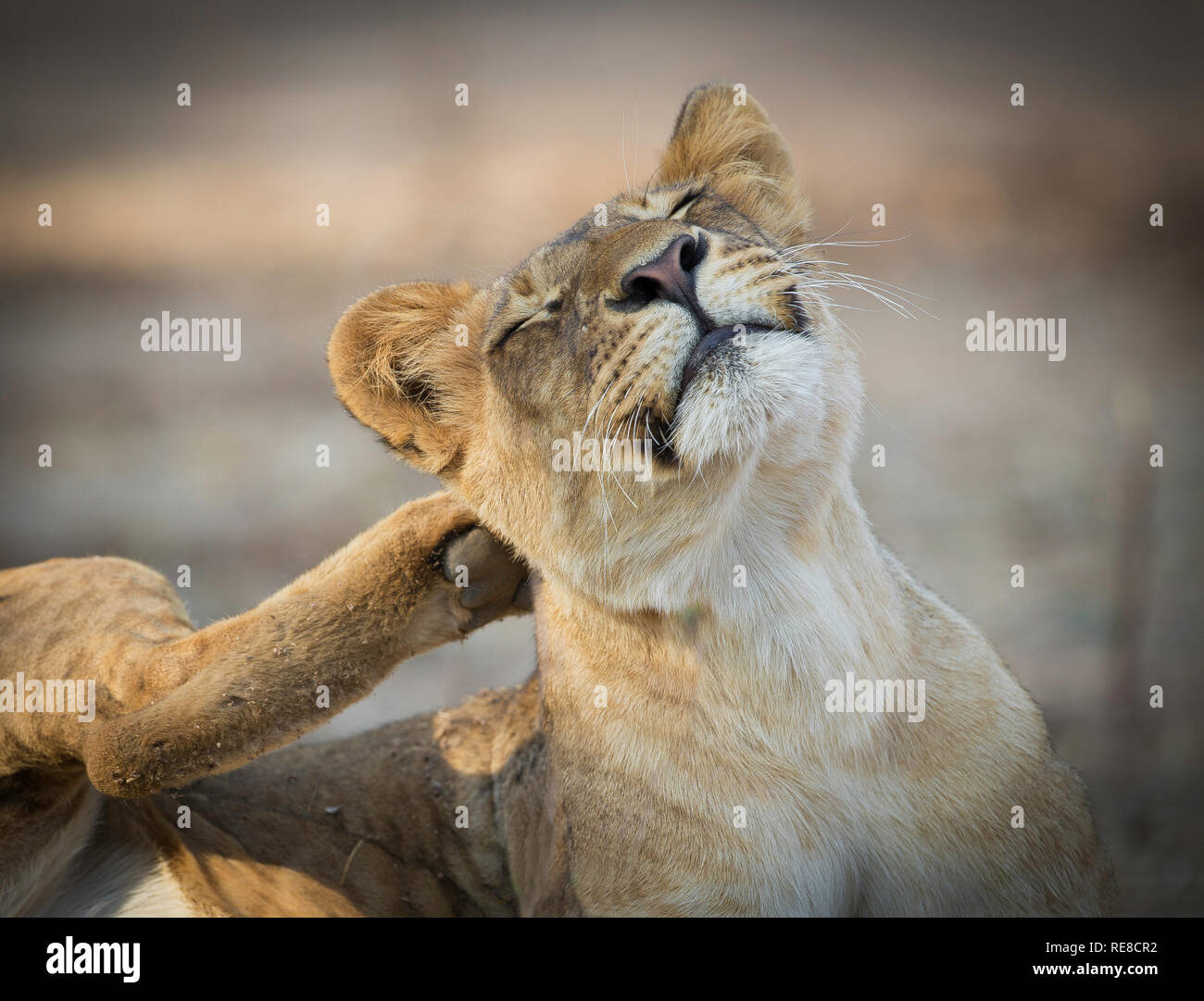 Ein Porträt eines Heranwachsenden lion cub Kratzer auf seinem Ohr Stockfoto