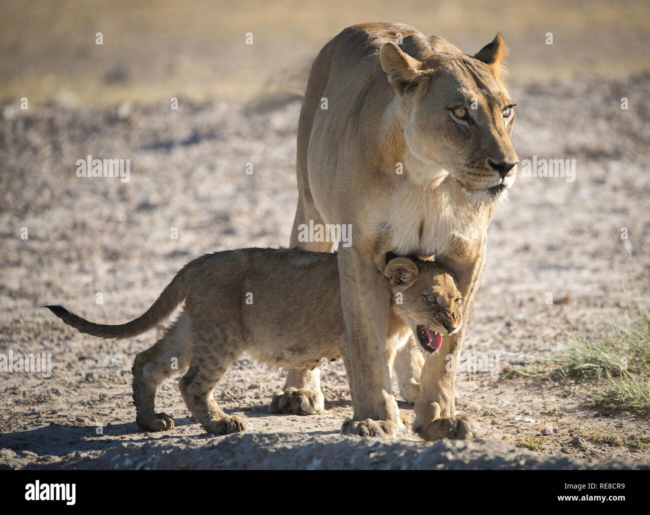 Ein lion Cub versteckt zwischen ihr Mütter Beine. Sie wurde von einem sich nähernden Gnus erschrocken Stockfoto