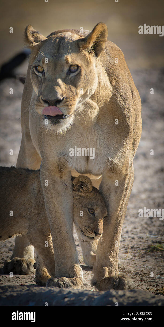 Ein lion Cub versteckt zwischen ihr Mütter Beine. Stockfoto