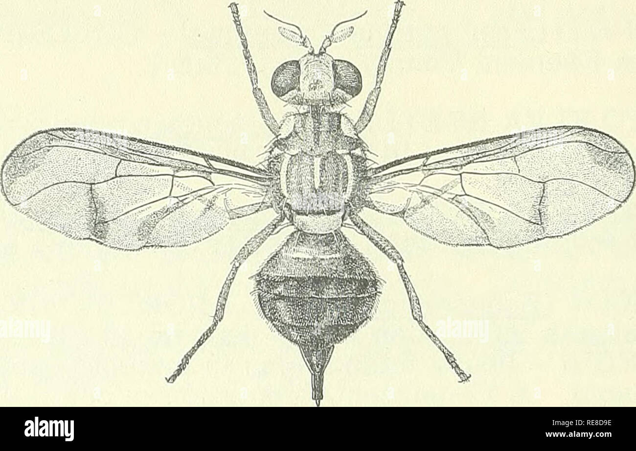 . Kooperative Wirtschaftsbeziehungen insekt Bericht. Nützlinge und Schädlinge. - 820 - DIE MELONE fliegen Die jüngste Feststellung einer einzigen gravid weiblichen Dacus cucurbitae auf dem Campus der Universität von Kalifornien in Los Angeles ist von Interesse, wie Dieser schädling ist nicht bekannt, in den Vereinigten Staaten hergestellt werden. Die Probe wurde in einem Köder trap am 24. Juli gesammelt. Keine weiteren Exemplare gefunden worden, obwohl eine intensive Befragung wurde umgehend veranlasst. Diese Sorte wird als das Wichtigste cucurbit Pest des Inda-Malaiische Region, in der es entstand. Über 1895 die Melone fliegen war Intro - Duce Stockfoto