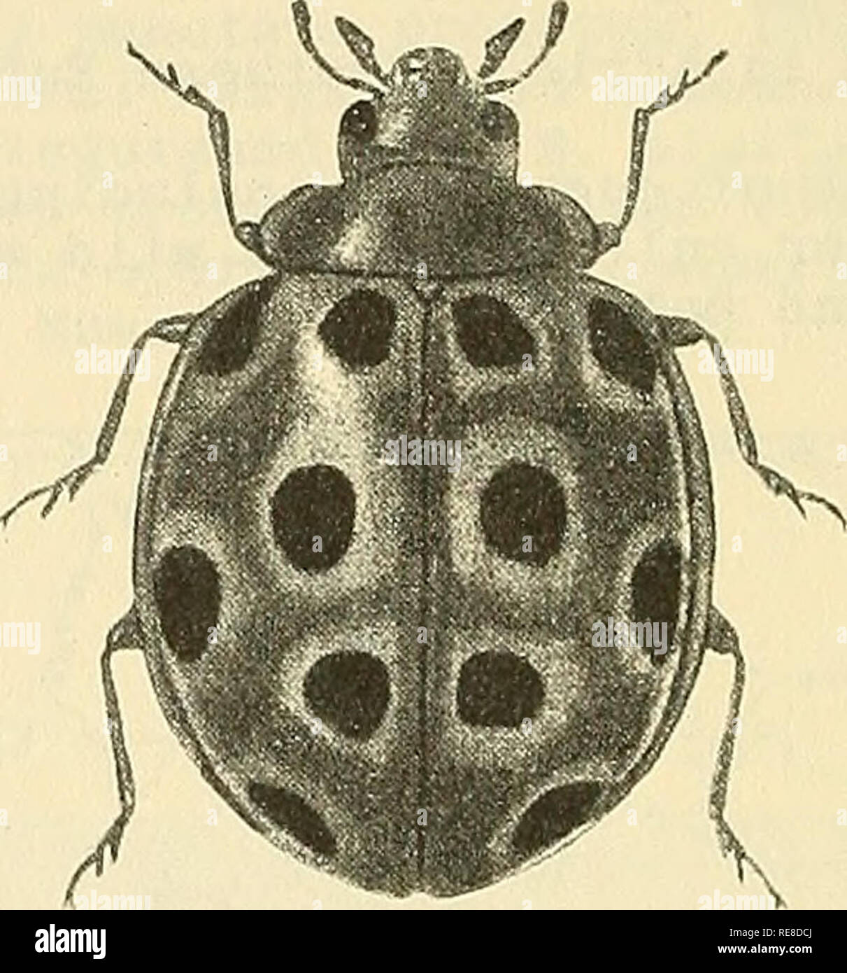 . Kooperative Wirtschaftsbeziehungen insekt Bericht. Nützlinge und Schädlinge. - 766 - Beschreibung: Erwachsene - 8,6 bis 5,8 mm., Tawny oder bräunlich-gelb, die Farbe kann variieren. Jede elytron hat sechs schwarze Flecken, die in der Größe variieren. Schilddrüsen-, bedeckt mit feinen Haaren. Anteiuia mit 11 Segmenten, erste größte und fast halbkreisförmigen im vorderen Teil. Prothroax glatt, Breit- und konvex; vorderer Teil mit zwei großen symmetrischen Projektionen, die sich auf jeder Seite der breite Kopf verlängern. Mesothorax hell-braun bis rötlich-braun. Metathorax dunkel, erste riinning sternites mit dunklen Streifen an den Seiten. Z. B. Stockfoto