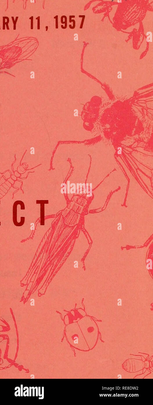 . Kooperative Wirtschaftsbeziehungen insekt Bericht. Nützlinge und Schädlinge. Pflanzenschädlingen ifeROL BSTANCH AGRKSiLTURAL FORSCHUNG SERVICE UNITED ST Es dMrtment der. Bitte beachten Sie, dass diese Bilder sind von der gescannten Seite Bilder, die digital für die Lesbarkeit verbessert haben mögen - Färbung und Aussehen dieser Abbildungen können nicht perfekt dem Original ähneln. extrahiert. In den Vereinigten Staaten. Tier- und Pflanzengesundheit. Pflanzenschutz und Quarantäne Programme; in den Vereinigten Staaten. Büro der Entomologie und Quarantäne; in den Vereinigten Staaten. Anlage Pest Control. Hyattsville, MD. [Etc. ] Pla Stockfoto