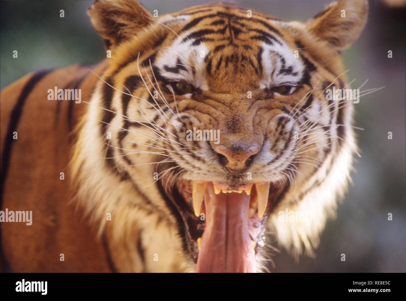 Tiger, die größten Katze auf der Welt lebt in Asien, in Ländern wie Indien, China, Russland etc. Stockfoto