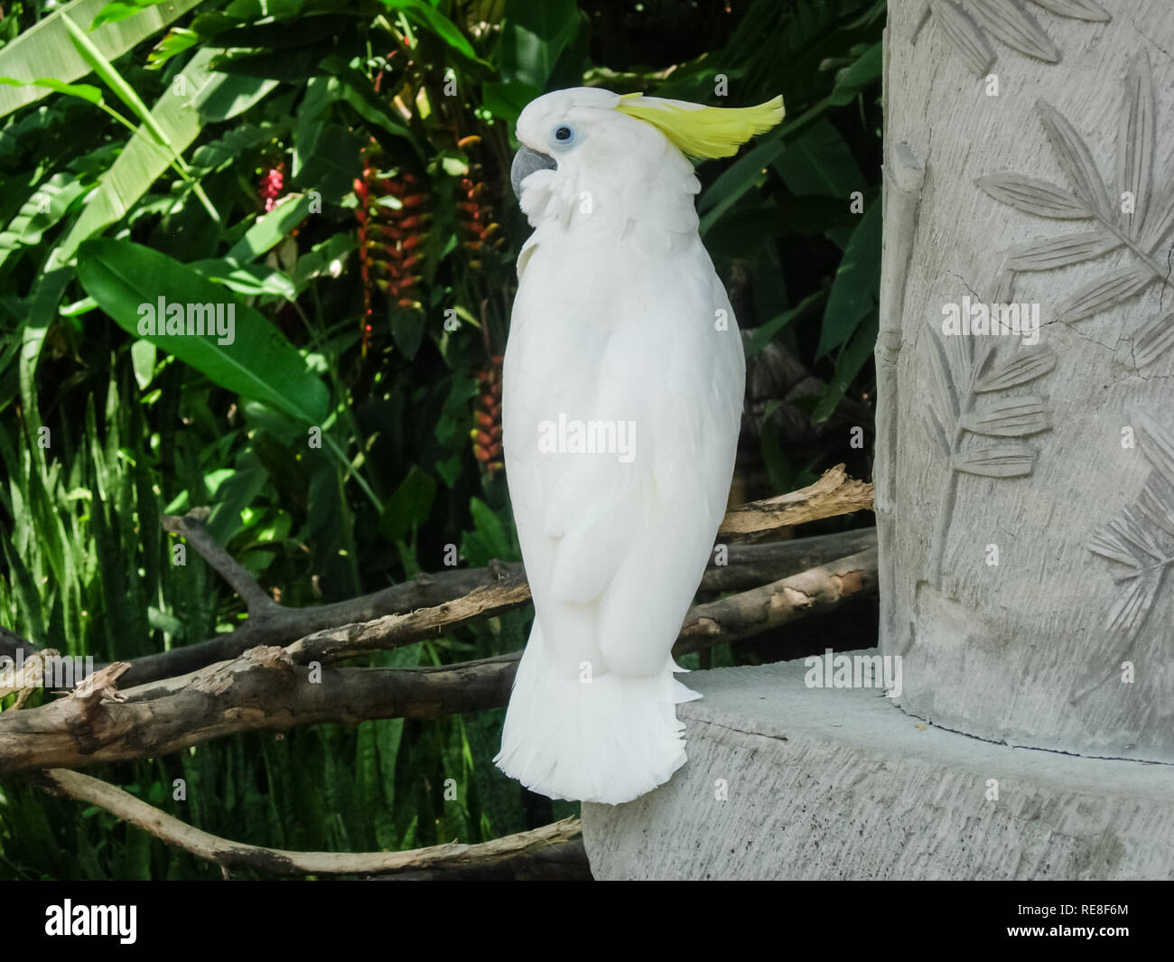 Ein grosser Papagei, einen südlichen tropischen Vogel, ein Papagei, der sprechen kann. Stockfoto