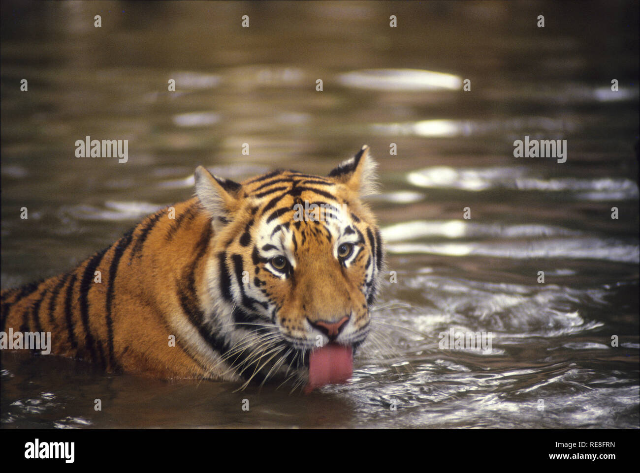 Tiger, die größten Katze auf der Welt lebt in Asien, in Ländern wie Indien, China, Russland etc. Stockfoto