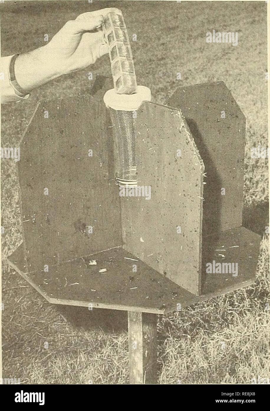 . Kooperative Wirtschaftsbeziehungen insekt Bericht. Nützlinge und Schädlinge. - 430 - Traps für die Befragung von Überwintert Boll Rüsselkäfer Populationen William H. Kreuz und D, D. Hardee1/In Studium an der Boll Rüsselkäfer Research Laboratory, Traps Ködern mit Live männliche boll Rüsselkäfer (Anthonomus Grand ist) als eine Methode der Erhebung für das Überleben der Populationen überwintert Boll rüsselkäfer entwickelt wird. Traps von zwei Typen waren super-ior an mehrere andere. Eine Stikem®-beschichtete Flügel Trap (links, unten) zufriedenstellend für allgemeine Umfrage ist. Eine schräge Trichter Trap (rechts, unten), 4 x 4 x 6 in. ist immobilienbank beim Fangen von Leben Stockfoto