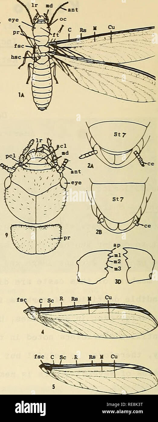 . Kooperative Wirtschaftsbeziehungen insekt Bericht. Nützlinge und Schädlinge. Taste auf der Imago Kaste Hinweis: Kiefer muss für die Prüfung ausgesetzt sein, ^ Ihr Ocelli (OC) vorhanden, Antennen weniger als 24 181 Gelenke (Abb. lA); cerci (ce) zwei-Verbunden (Abb. hsc 2 B) - 2. Ozellen abwesend, Antennen 24-verbunden (Abb. 9); cerci (ce) 4 - 8 verbunden (Abb. 2 A); mandi - ble Gebiss wie in (Abb. 3D) Zootermopsis 2. Forewing radialen Bereich Vene (Rs) mit Niederlassungen (Abbn. 4, 5, 6) A. Forewing radialen Bereich Vene (Rs) ohne Verzweigungen (Abb. IB) 5 . C SC R Ba Wenn cu 3. Forewing median Vene (M) radial Sektors (Rs) Stockfoto
