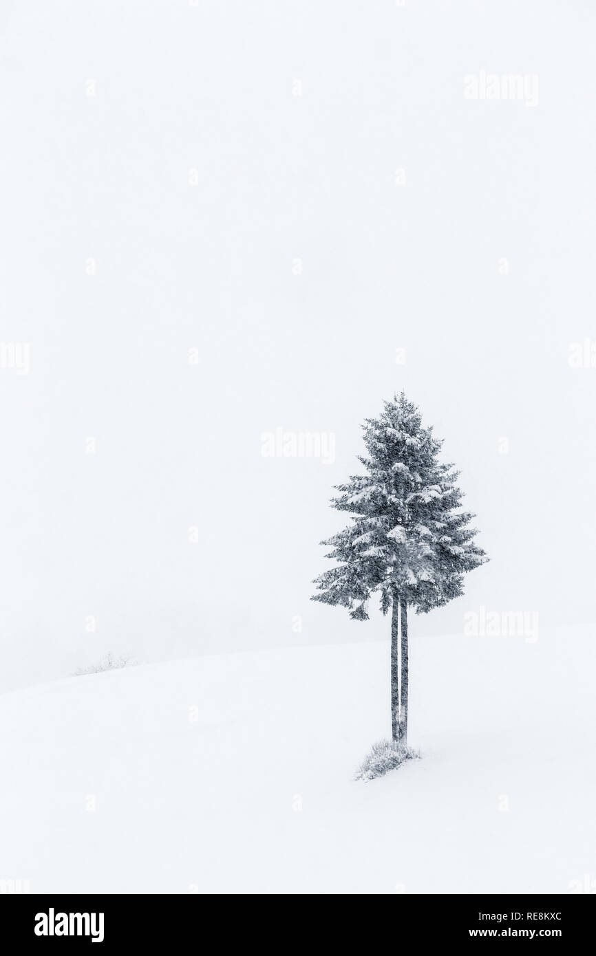 Einsamer Baum im Schnee, Slowenien Stockfoto