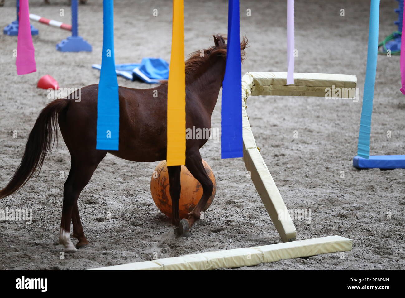 Junge Pferde spielen mit Bällen in der Reithalle im Innenbereich Stockfoto