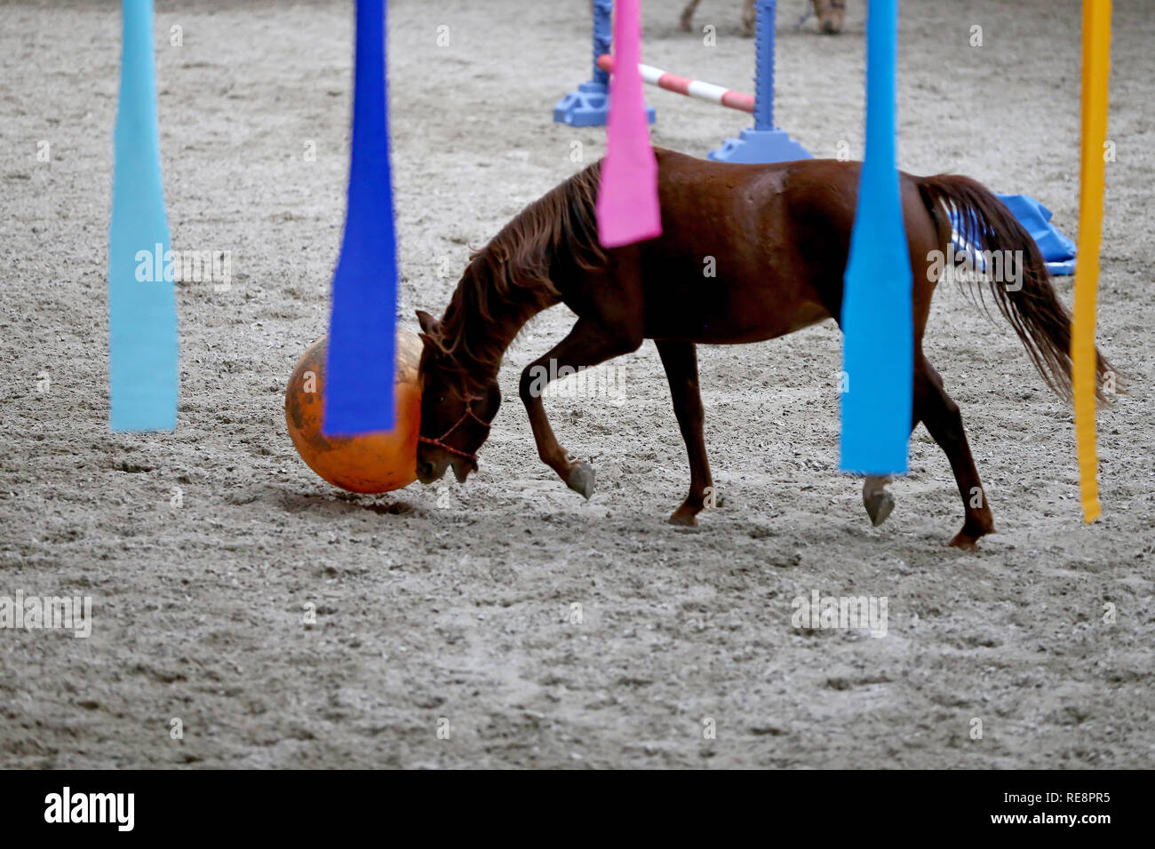 Junge Pferde spielen mit Bällen in der Reithalle im Innenbereich Stockfoto