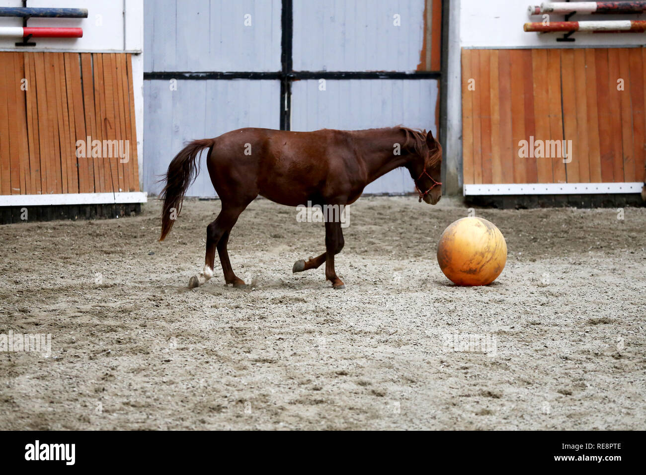 Junge Pferde spielen mit Bällen in der Reithalle im Innenbereich Stockfoto