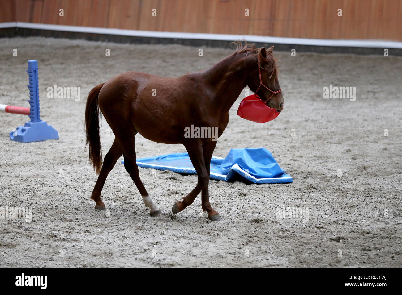 Junge Pferde spielen mit Bällen in der Reithalle im Innenbereich Stockfoto
