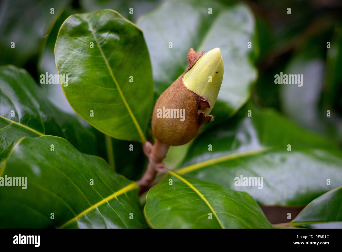 Die jungen Magnolienblüten schießen vegetative Knospen und die Knospen scoles sprießen hautnah, als sich das Frühlingskonzept nähert Stockfoto