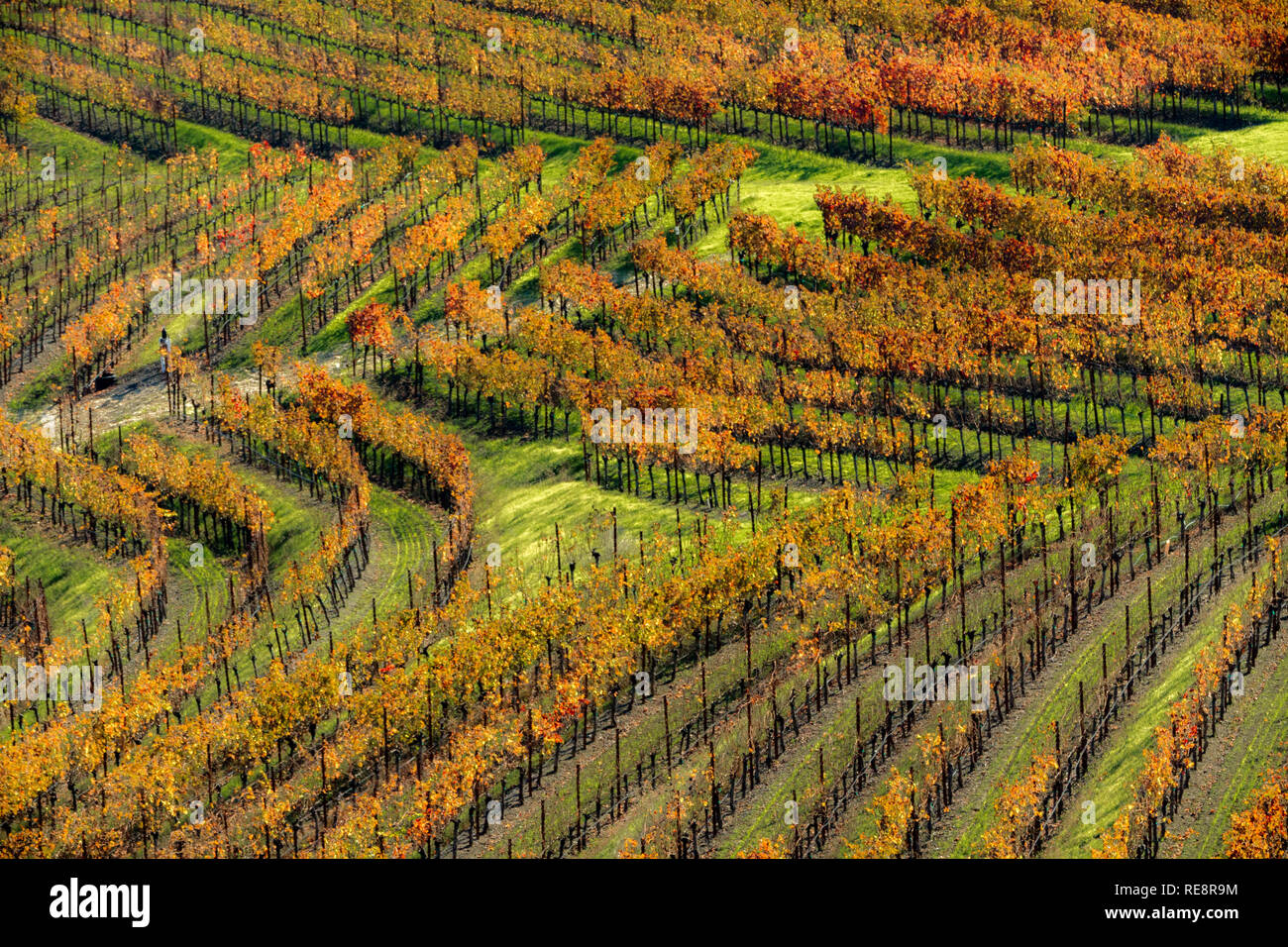 Konturen - Zeilen Schreiber Bogen über einen Weinberg. Alexander Valley, Kalifornien, USA Stockfoto