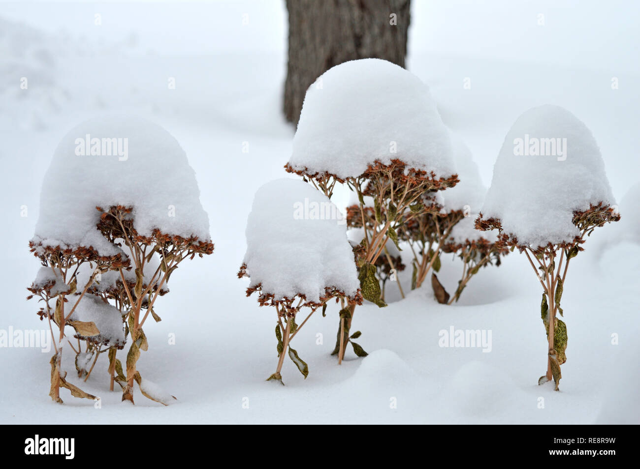 Herbst Freude Blumen im Winter Stockfoto