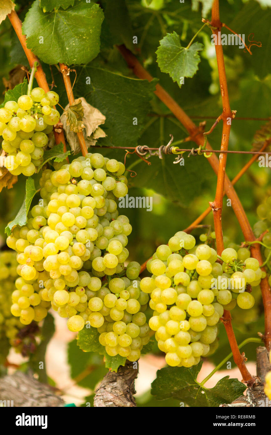 Pick Me! - Pralle Weißwein Trauben hängen zur Ernte bereit. Sonoma County, Kalifornien, USA Stockfoto