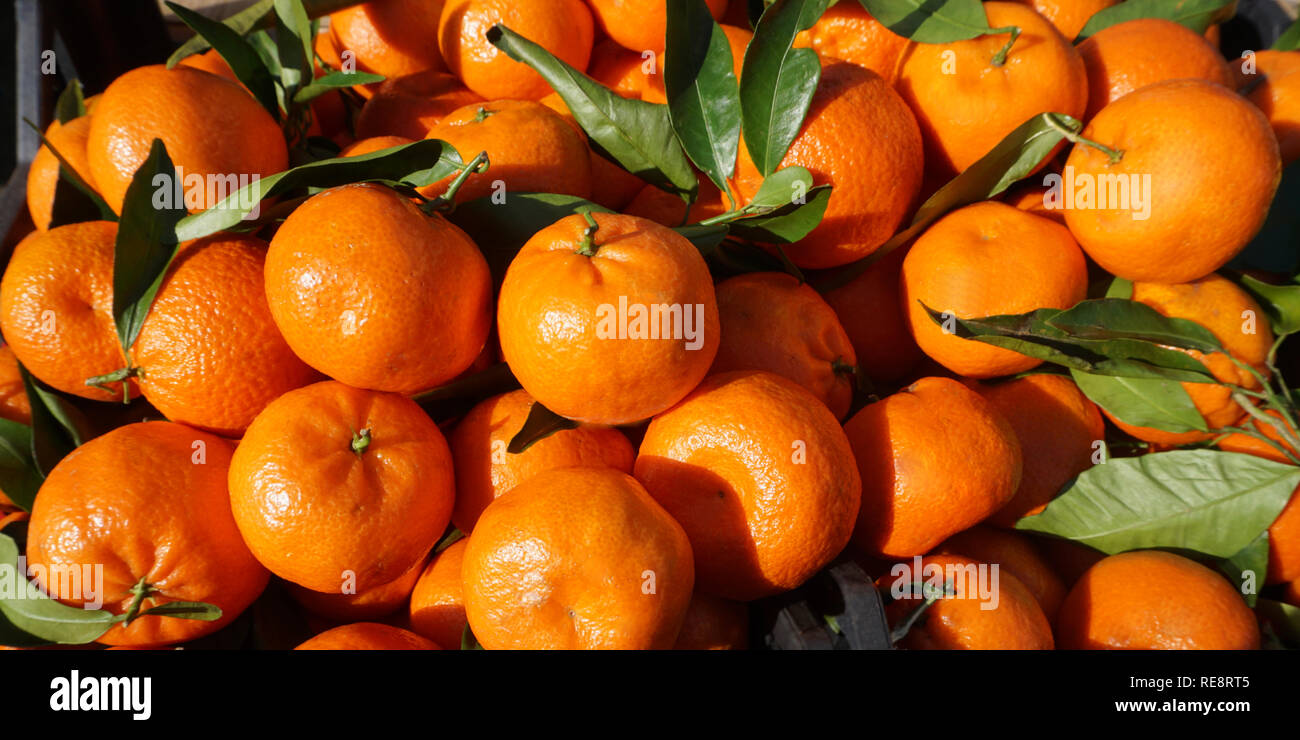Natürliche saftige frische organische Zitrusfrüchte Clementinen mit grünen Blättern Stockfoto