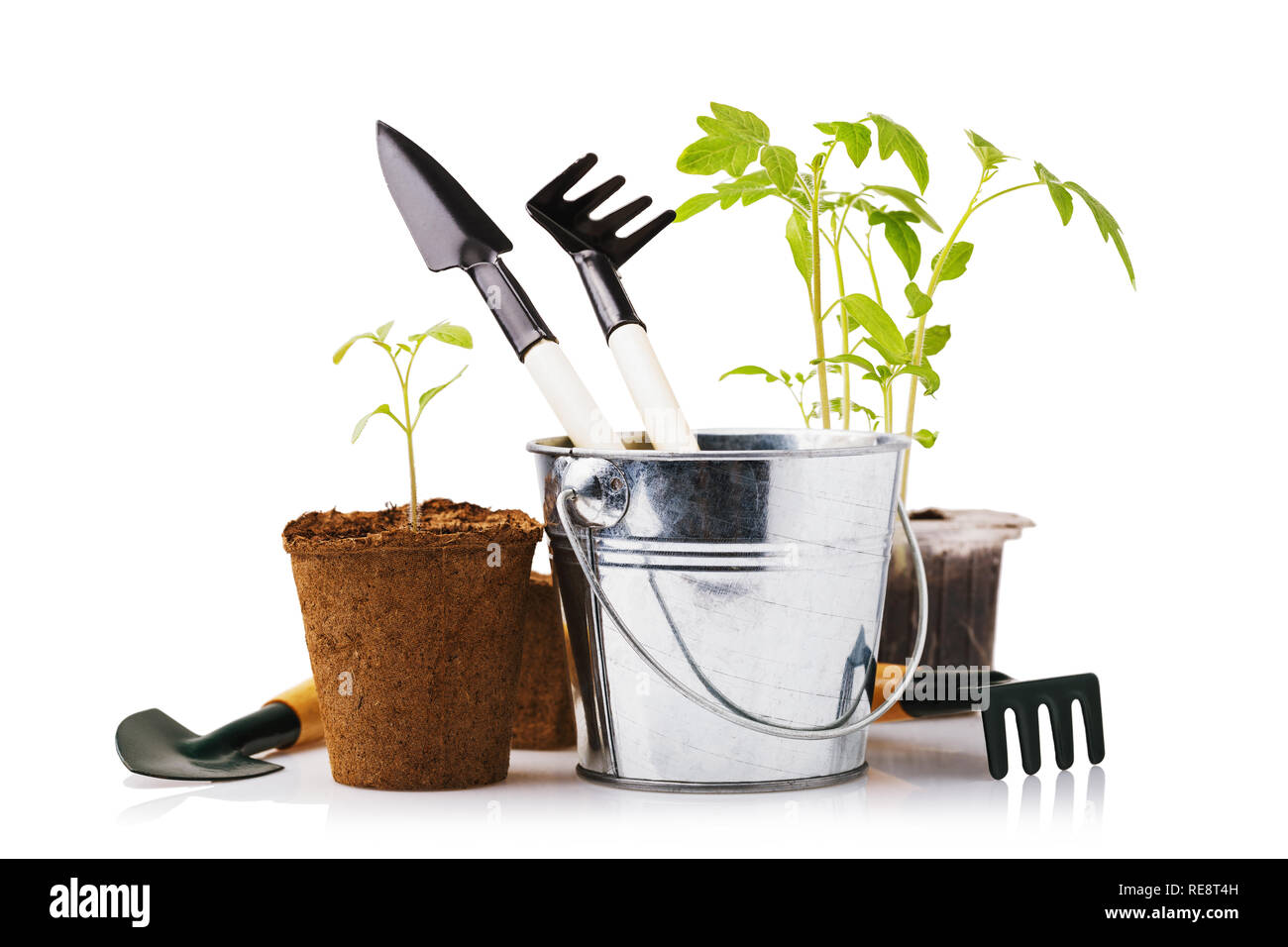 Verschiedene Gartengeräte mit Tomaten und Paprika Keimlinge auf weißem Hintergrund Stockfoto