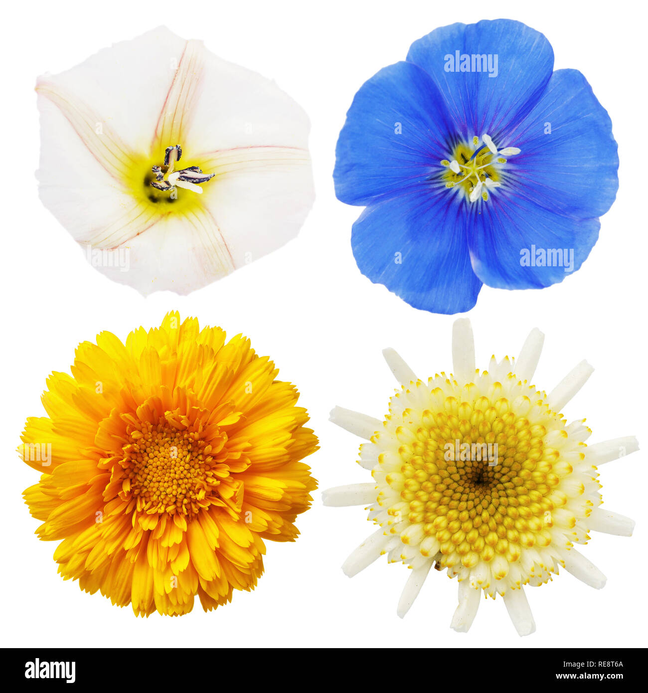 Wilde Kamille, Calendula, Flachs und Acker-winde Blumen auf weißem Hintergrund Stockfoto