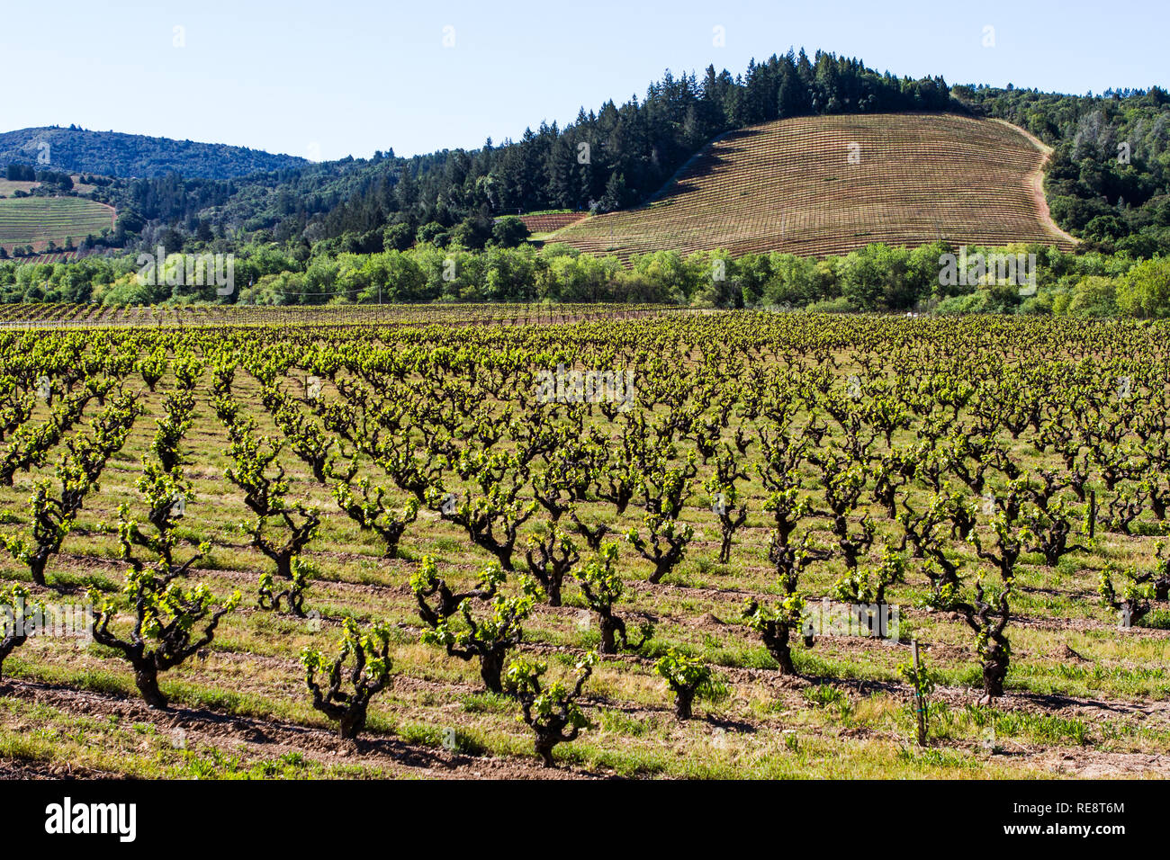 Alt & Neu - einem alten Weinberg beginnt eine neue Saison, während die neu gepflanzten Weinberg nur im Hintergrund gestartet wird. Sonoma County, CA, USA Stockfoto