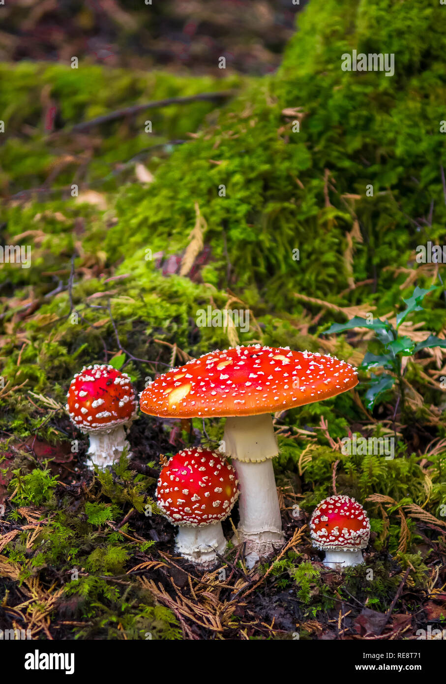 Gruppe von Fly Agaric mit roten Kappen auf den Moosigen Waldboden Stockfoto