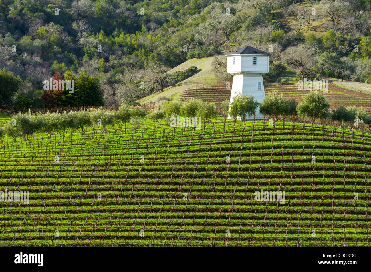 Wasser und Wein - Wasser turm über Weinberg Zeilen. Geyserville, Kalifornien, USA Stockfoto