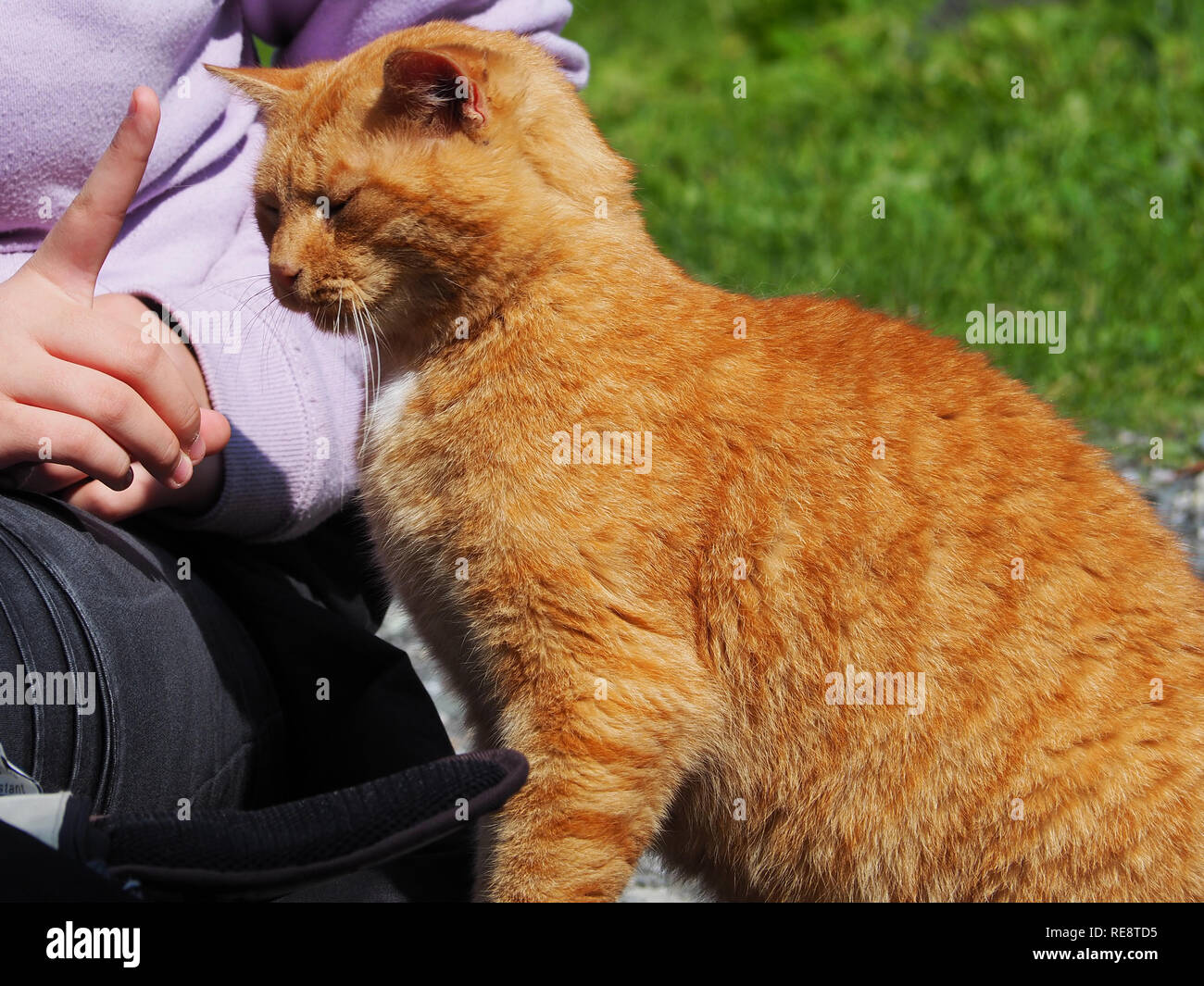 Kuschelig ginger cat Stockfoto