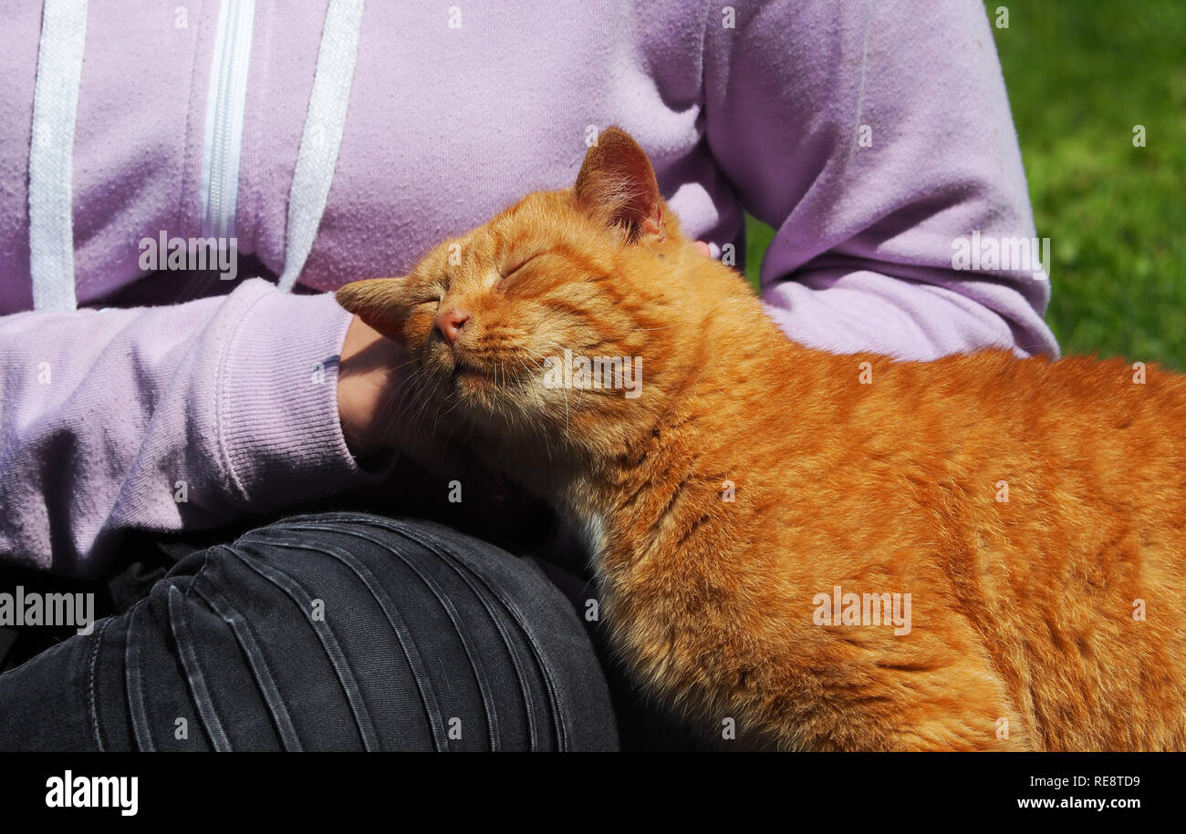Kuschelig ginger cat Stockfoto