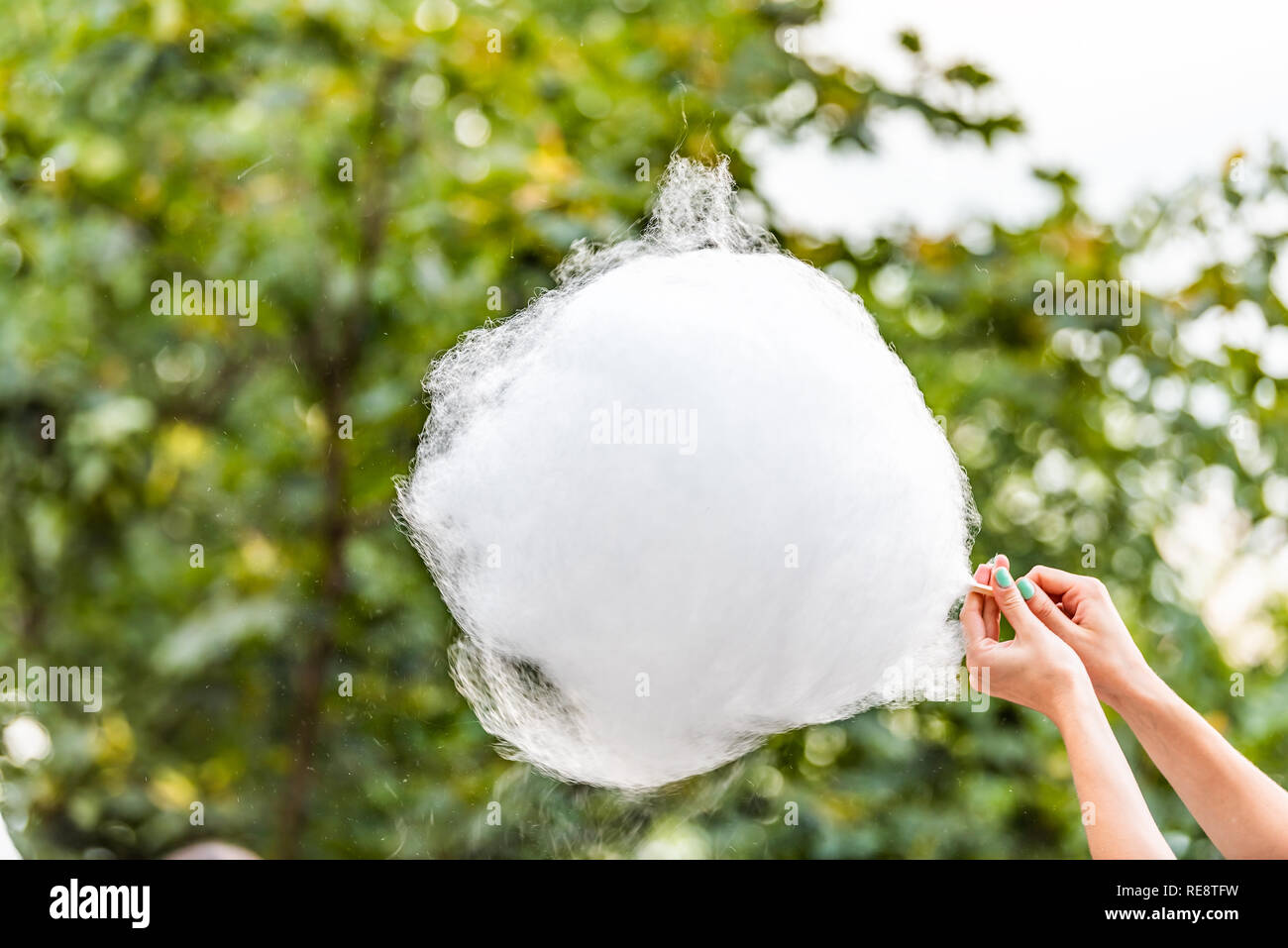 Nahaufnahme des Weißen großen Zuckerwatte Zucker Dessert und der Frau weibliche Hände gegen Baum, Hintergrund, Textur isoliert in Kiew, Ukraine Park Stockfoto