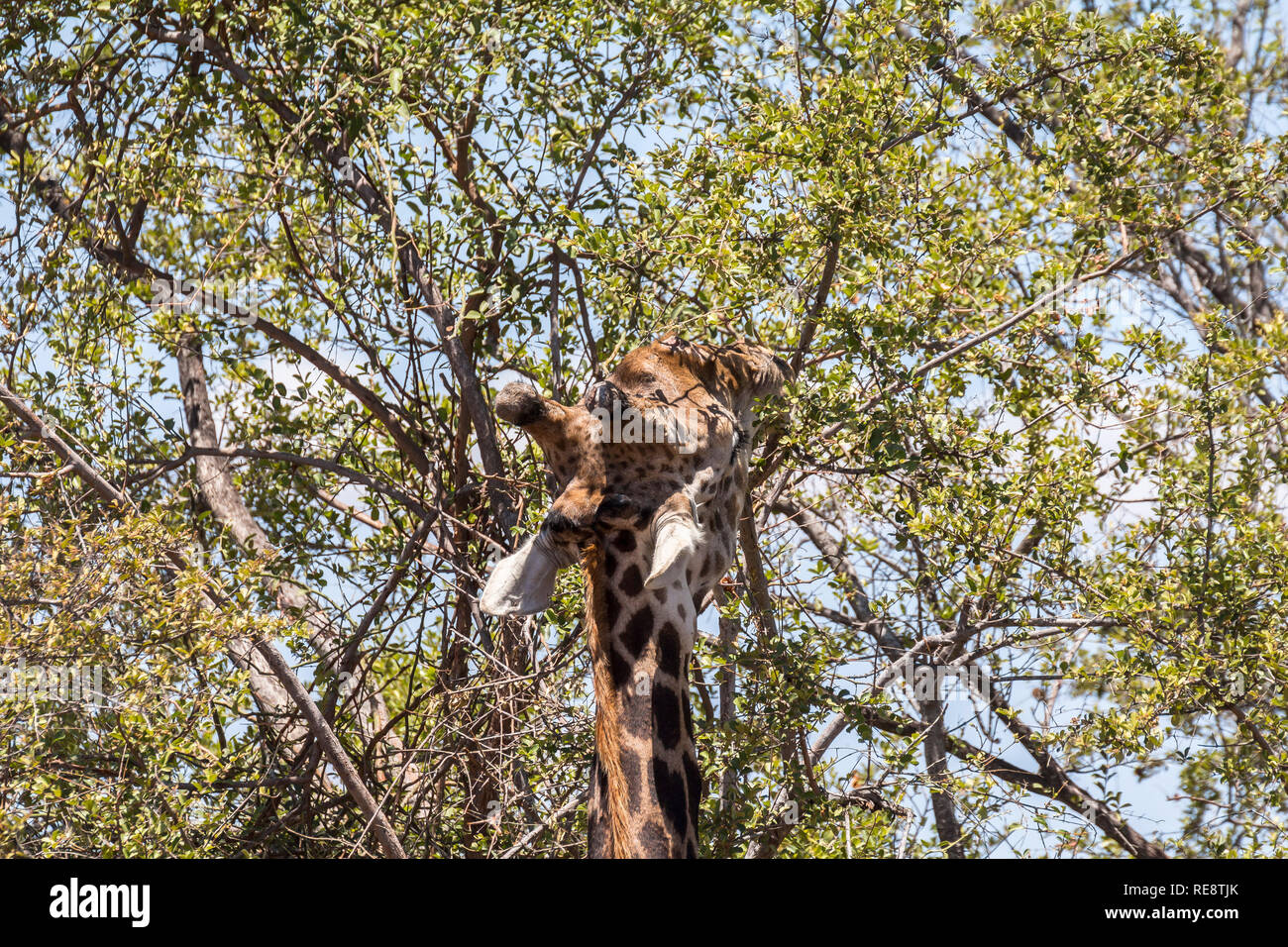 Giraffe Essen in den Bäumen im Kruger Nationalpark in Südafrika Stockfoto