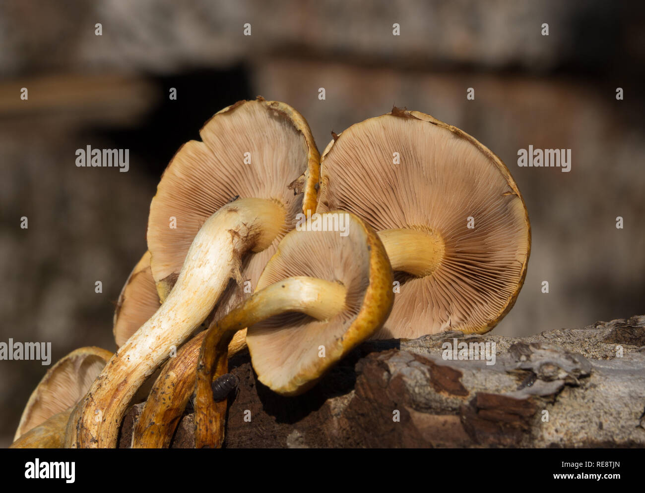 Armillaria auf Holz Stockfoto