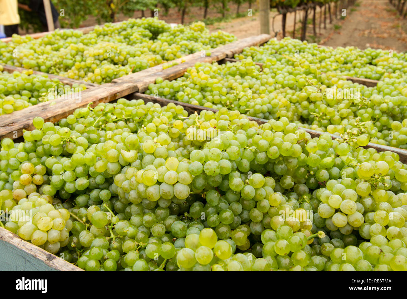 Fieldside Ernte - Boxen von frisch geernteten weißen Trauben auf dem Gebiet ihrer Schöpfung. Sonoma County, Kalifornien, USA Stockfoto