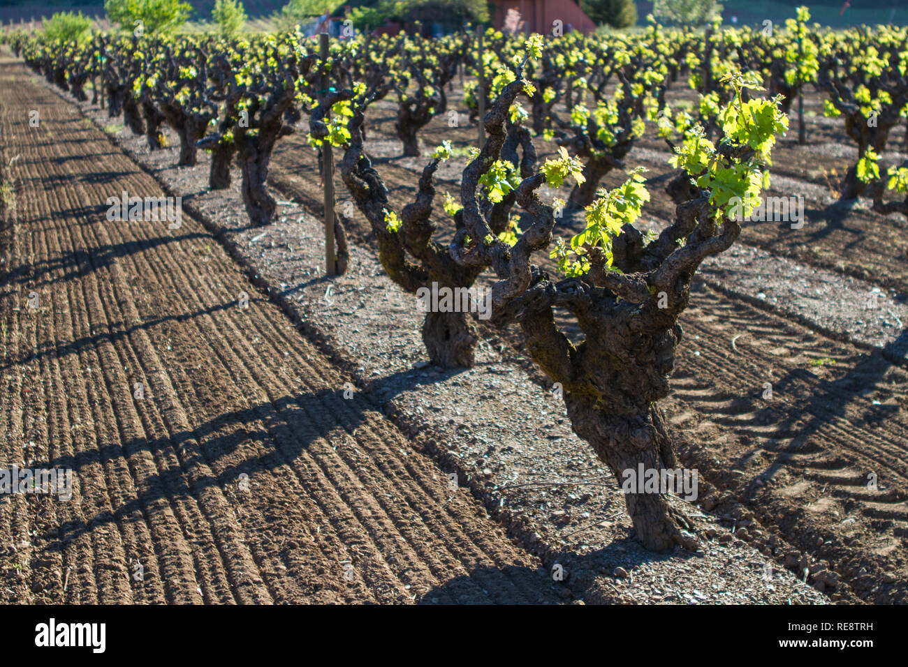 Bereit, wachsen! - Ordentlich Reihen von uralten Weinreben feiern die Ankunft des Frühlings. Sonoma County, Kalifornien, USA Stockfoto