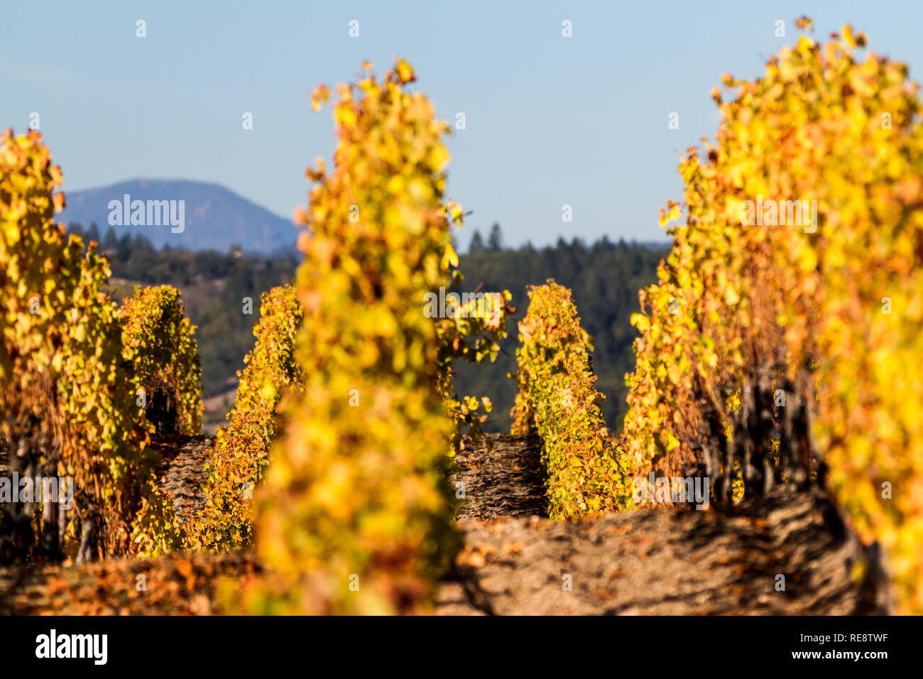 Rolling goldene Zeilen Zeilen erklären - Goldener Herbst im Weinberg. Bennett Valley, Sonoma County, Kalifornien, USA Stockfoto