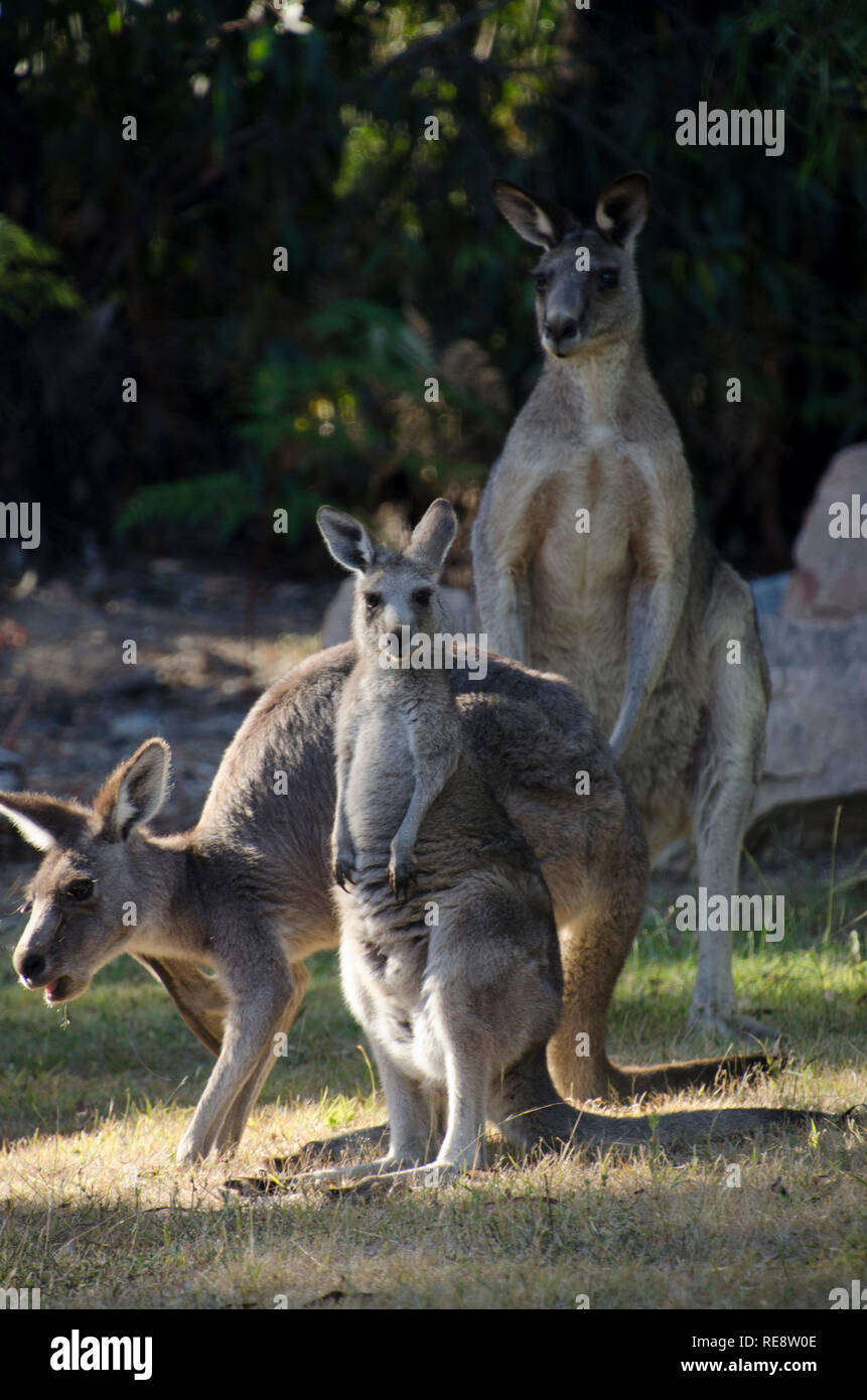 Känguru Familie von östlichen grauen Kängurus im Grampians Nationalpark in Victoria, Australien Stockfoto