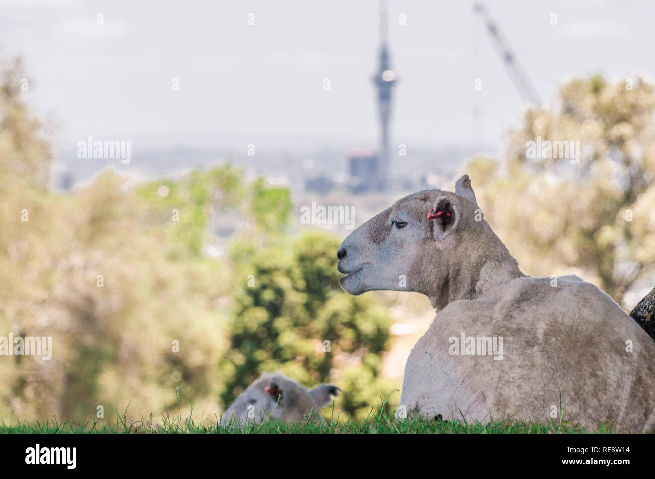 Typisch Neuseeland - Schafe in Auckland mit Sky Tower im Hintergrund auf erloschenen Vulkan - ein Baumhügel, Auckland, Neuseeland Stockfoto