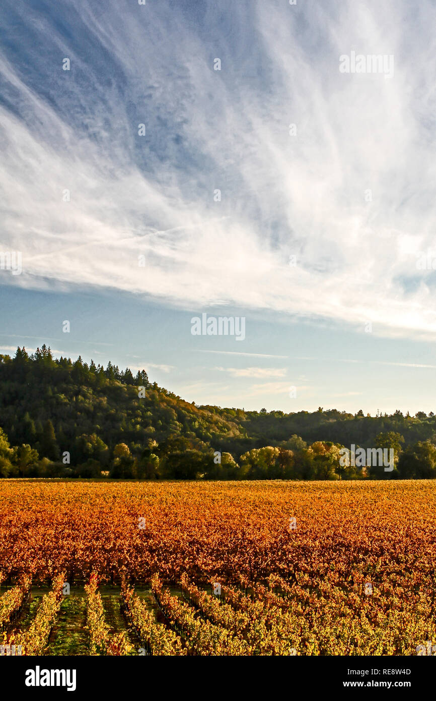 Golden Abend: Wine Country - Späte Sonne leuchtet ein Herbst Weinberg. Sonoma County, Kalifornien, USA Stockfoto