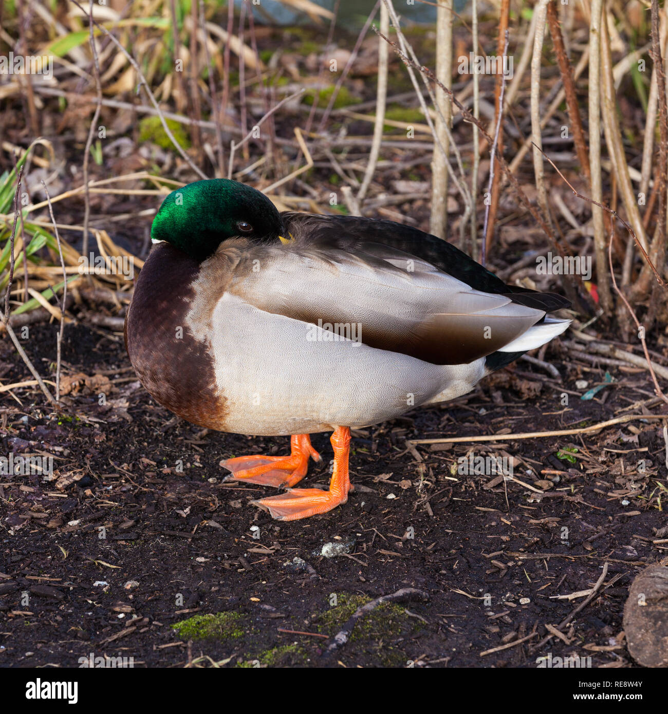 Männliche Stockente mit seinem Schnabel versteckt unter seinem Flügel in einem ruhenden darstellen Stockfoto