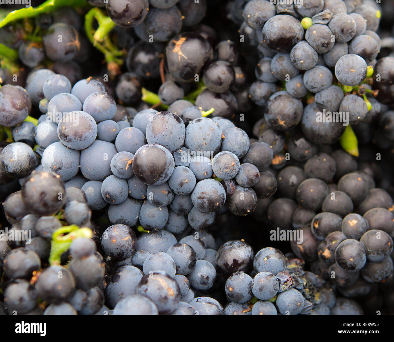 Rotwein Rebsorte der Cluster für die Ernte gesammelt (crush). Sonoma County, Kalifornien, USA Stockfoto