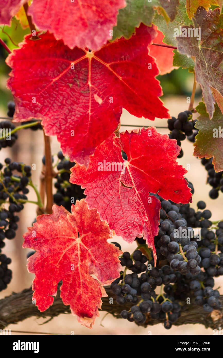 Rot-leuchtend roten Herbst Weinblättern leuchtet ein verschlafenes Herbst Weinberg. Russian River Valley, Kalifornien, USA Stockfoto