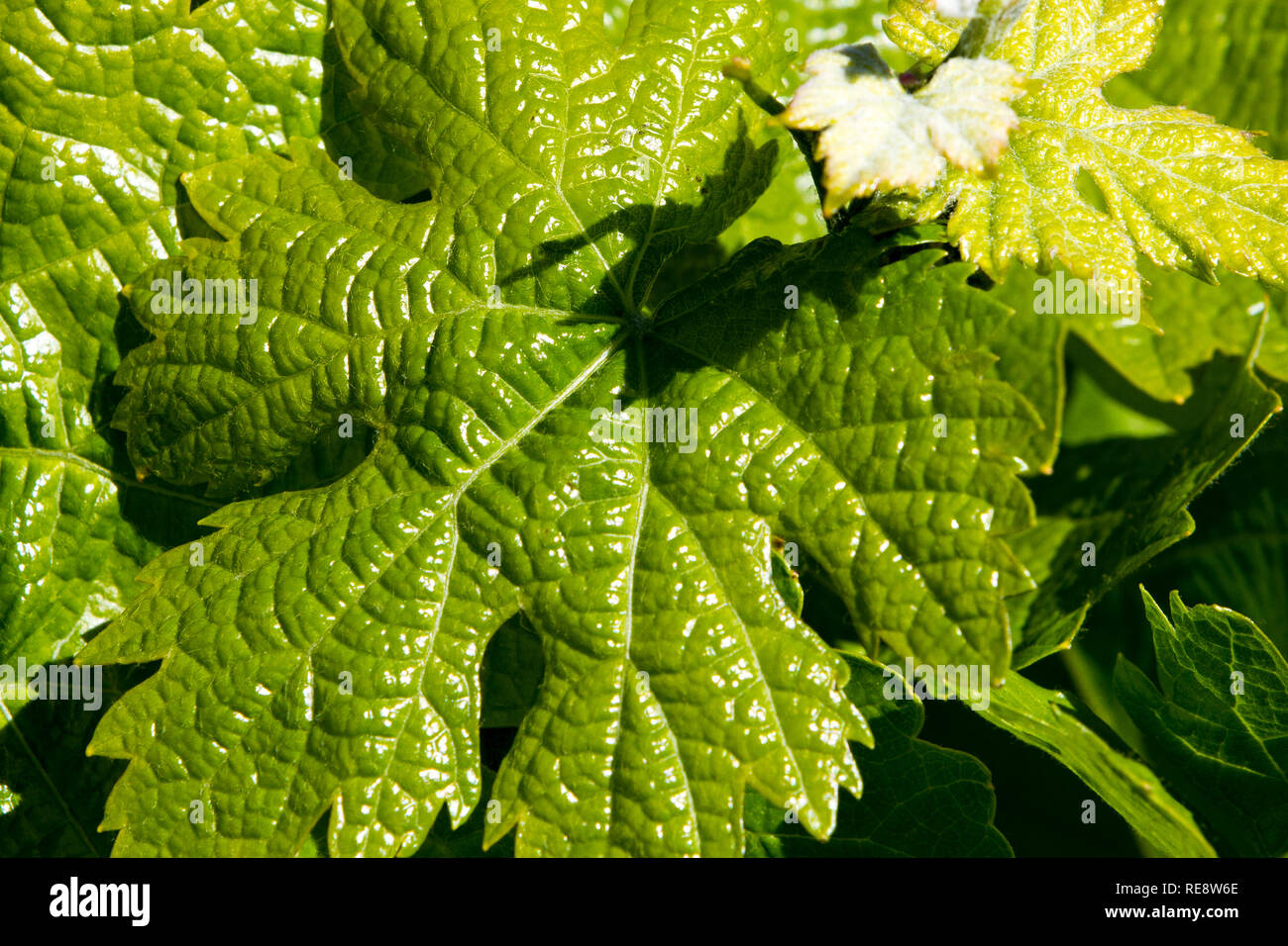 Glänzende neue - eine junge Grape Leaf dauert in der Weinregion Sonnenschein. Sonoma County, Kalifornien, USA Stockfoto