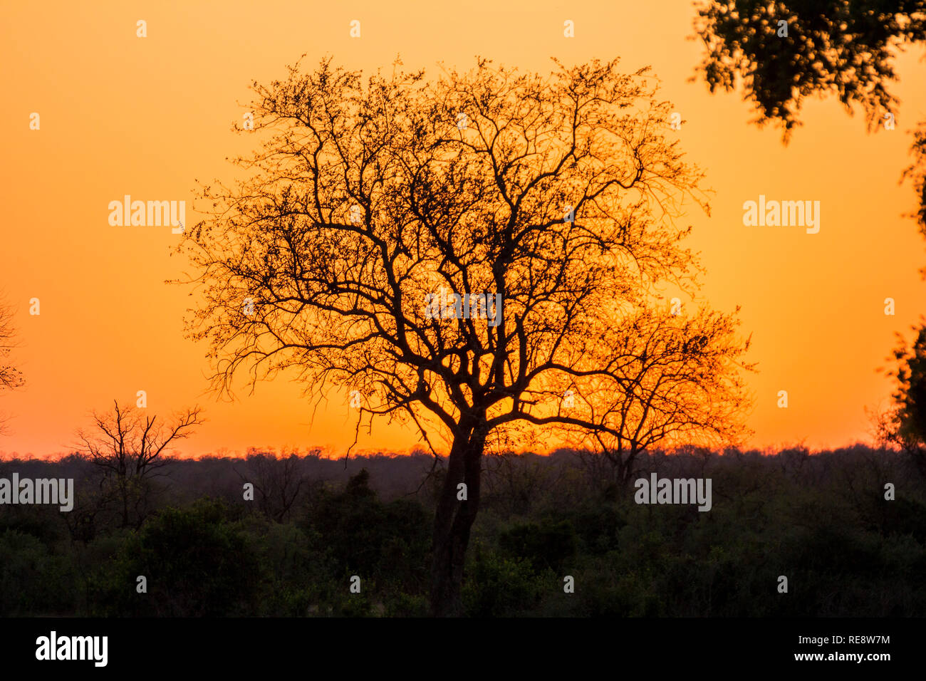 Schönen Sonnenuntergang und Baum, Kruger Park Stockfoto