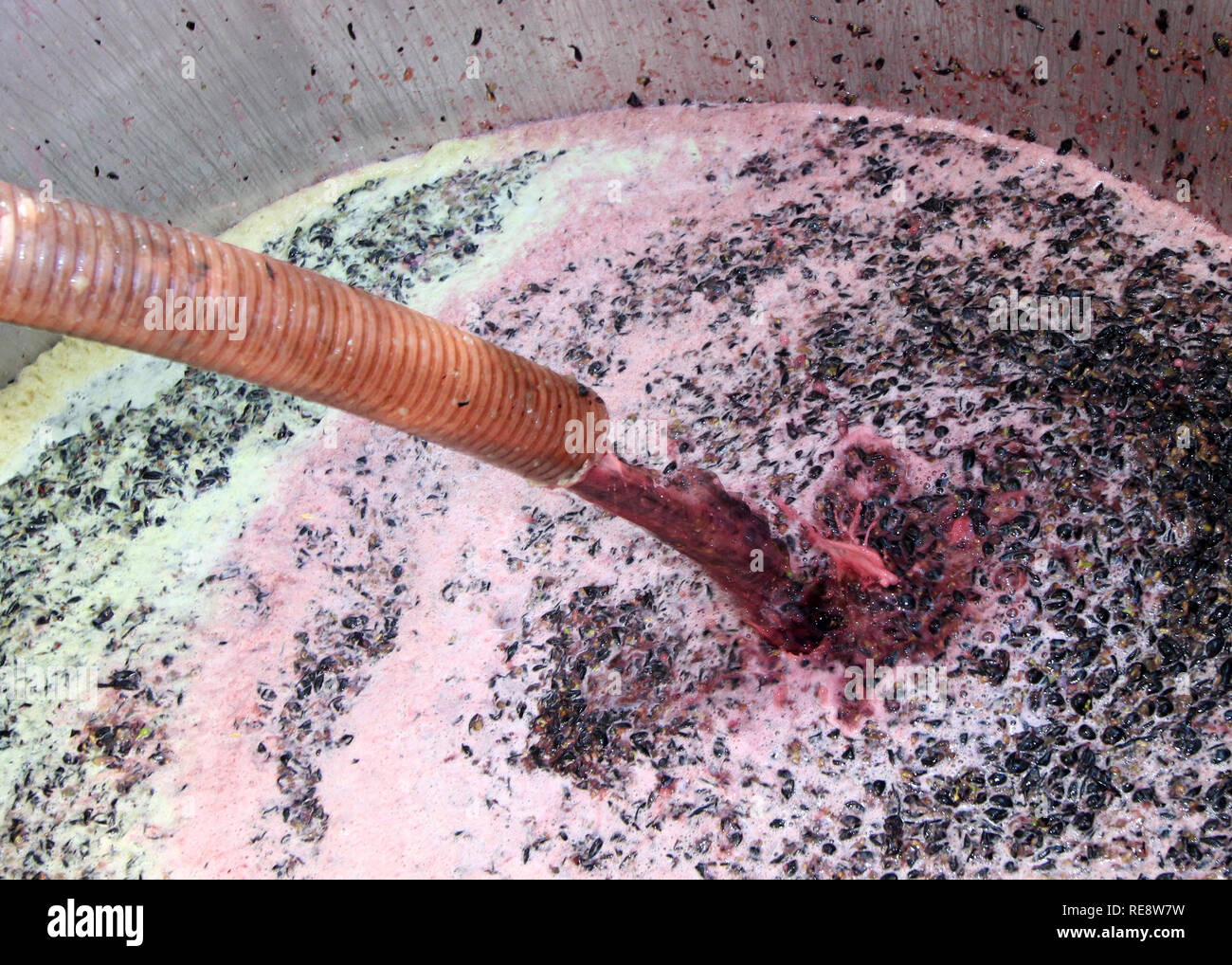 Süße rot-roten Wein, Traubenmost (Saft, Skins, und Samen) strömt von der Brecher/de-stemer in einen Fermentierungsbehälter gefüllt. Sonoma County, CA, USA Stockfoto