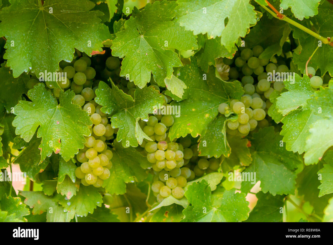 Hiding in plain Sight-Sauvignon Blanc Trauben hinter ihrem breiten Blättern verstecken. Russian River Valley, Sonoma County, Kalifornien, USA Stockfoto