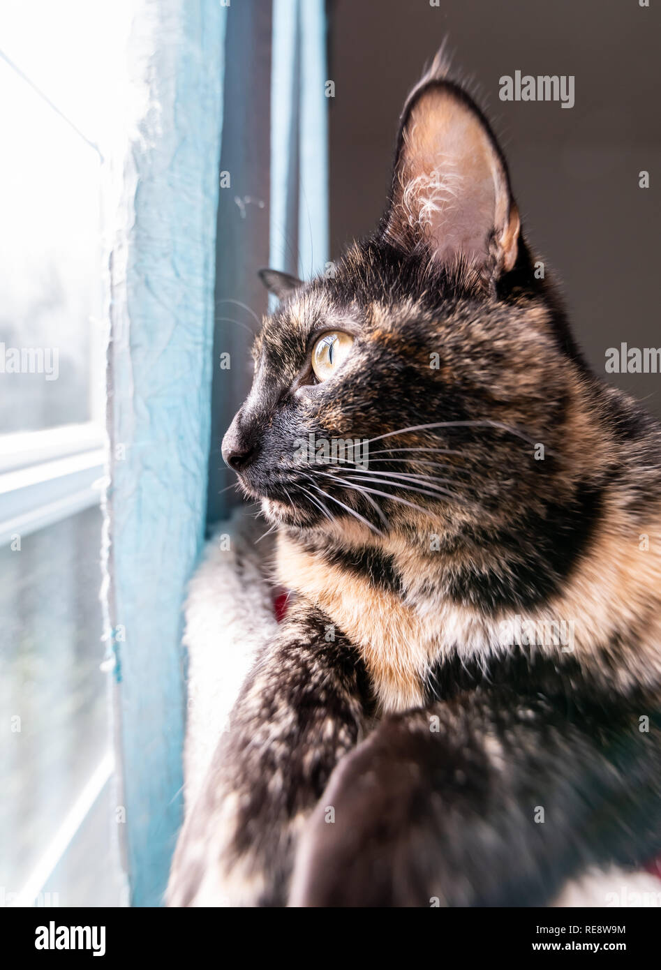 Eine schöne schildpatt Katze sitzt auf einer Stange wehmütig Blick aus einem Fenster Stockfoto