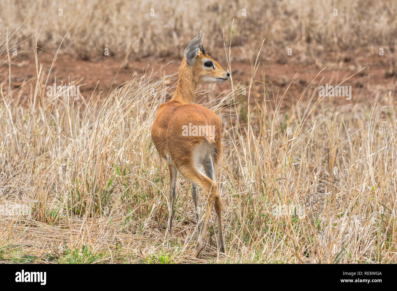 Steenbock in trockenem Gras der Krüger Nationalpark Südafrika Stockfoto