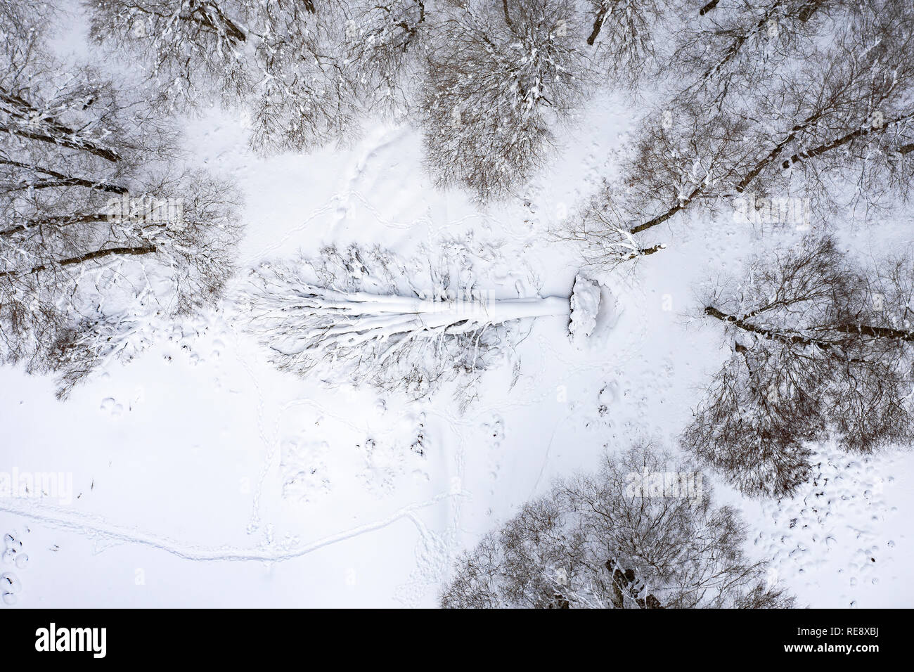 Luftaufnahme von einem schönen italienischen verschneiten Wald mit einem gefallenen Baum in der Mitte. Winter in Italien. Nationalpark der Abruzzen, Latium und Molise. Stockfoto