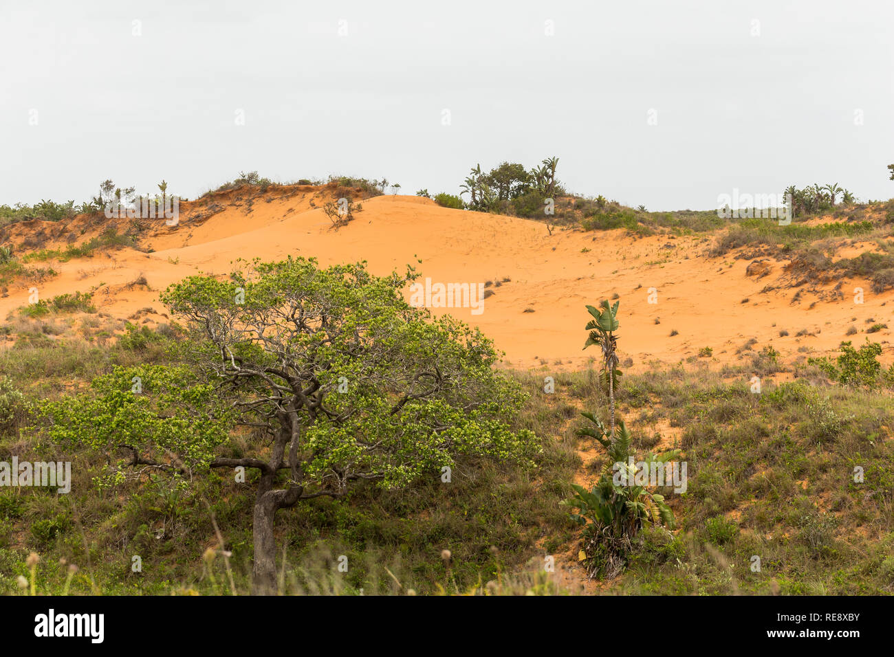 Rote Sanddünen in St. Lucia Wetlands Park in Südafrika Stockfoto