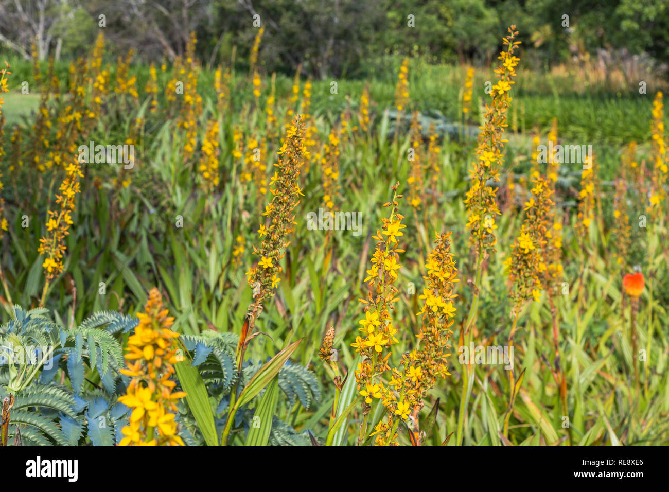 Schöne gelbe Blumen in Kirstenbosch Botanischen Garten von Kapstadt Stockfoto